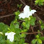 Azalea