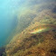 Blackear wrasse