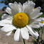Daisy