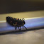 Lady bug larvae