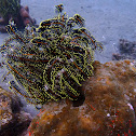 Schlegel´s Feather Star
