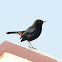 Indian Robin