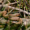 Cottonmouth, Water moccasin