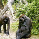 Western Lowland Gorilla