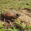 Sri Lankan Painted Frog