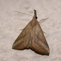 Grey Snout Moth