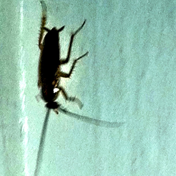 Spotting Image 1