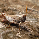 Slant-headed Grasshopper