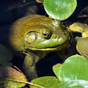American Bullfrog
