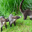 White-nosed Coati