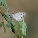 Common Fourring