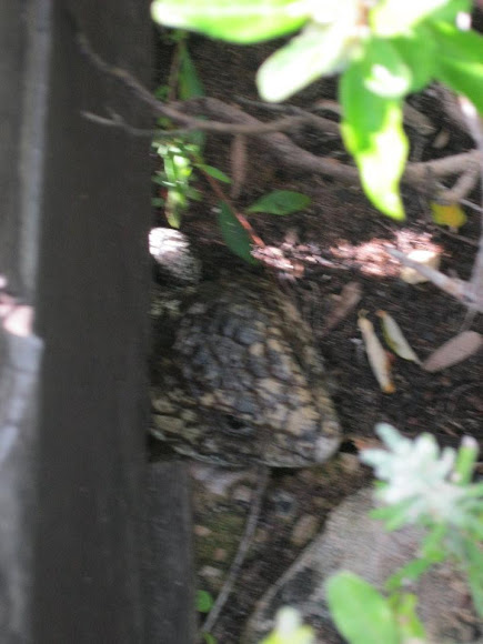 Spotting Image 1