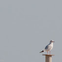 Black-headed Gull