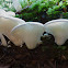 Oyster mushroom