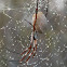 Golden Orb-Weaver