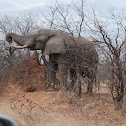 African Elephant