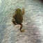 American toad