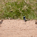 Superb Fairywren