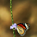 Common Tiger
