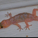 Mediterranean House Gecko