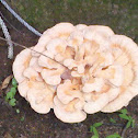 Giant polypore