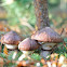 Suillus