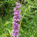 Blutweiderich / Purple loosestrife