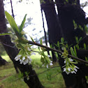 Indian Plum