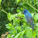 Indigo Bunting