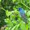 Indigo Bunting
