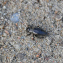 Field Cricket