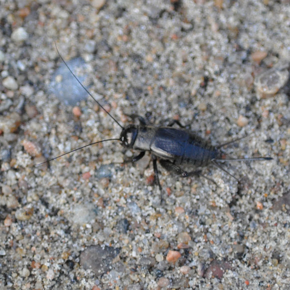 Spotting Image 1