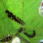Mosaic Butterfly Caterpillar