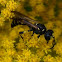 beewolf wasp