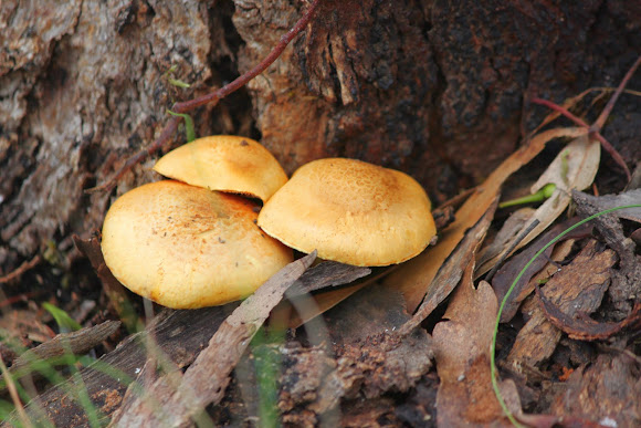 Spotting Image 1
