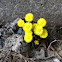 Coltsfoot