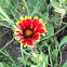 Indian blanket