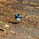 Superb Fairy-Wren