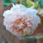 Abraham Darby       David Austin 1985