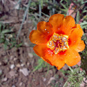 Luniyaa ( लुनिया )