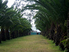  Hermoso Terreno En Puembo 4 Hectareas
