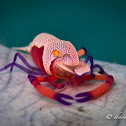 Emperor Shrimp
