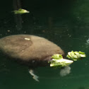 Manatee