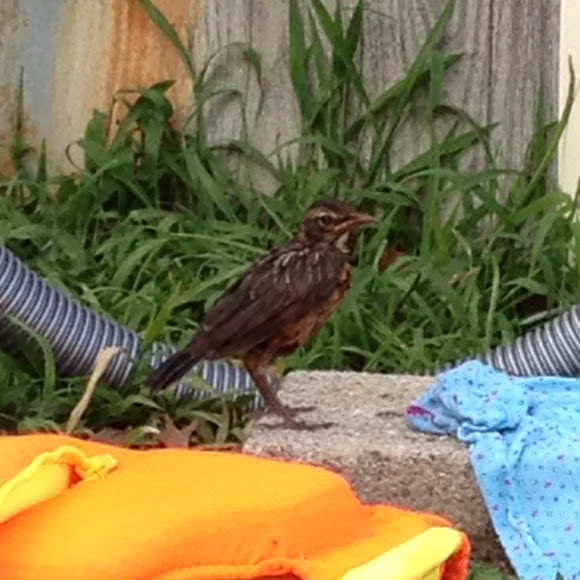 Spotting Image 1