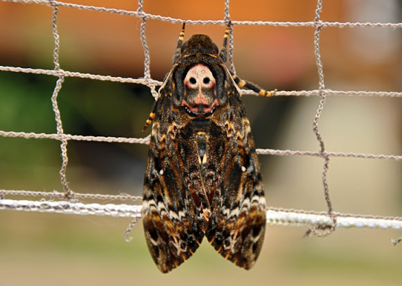 Spotting Image 1