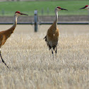 Sandhill Crane