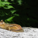 Eastern chipmunk