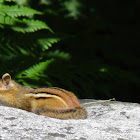 Eastern chipmunk
