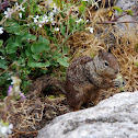 California Ground Squirrel