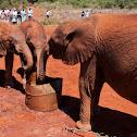 Orphaned African Elephants